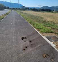 Konjske fige na kolesarski stezi iz Lokavca proti Ajdovščini. 