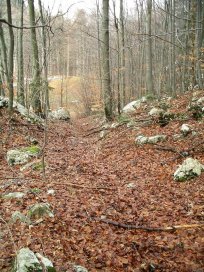Začetek gozdne poti od rudnika Napredalo proti Colu 