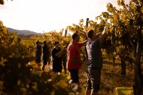 6.6. Kruh in vino Vina Mihelj (1).jpg
