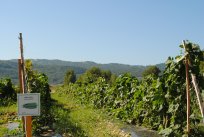 BUČA LUFFA (Luffa cylindrica) je užitna, ko je zelo mlada, dozorela je namreč zelo vlaknasta. Ta nenavadna buča ima tudi nenavadno lastnost %u2013 posušeno lahko razrežemo in jo uporabljamo kot gobico za pomivanje posode. 