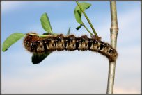 Gosenica hrastovega prelca