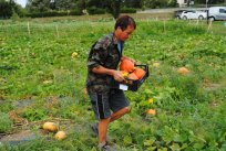 HOKAIDO BUČA (Cucurbita maxima) ima še posebno poln okus, ki spominja na kostanj. Primerna je za juhe, omake, lahko jo pečemo v pečici ali pretlačimo v pire. 