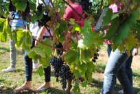 Kolekcijski vinograd Lože 