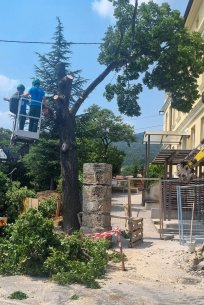 Mogočna lipa je odstopila svoj prostor pločniku in vhodu v bodoči vrtec. 