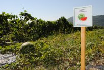 LUBENICA (Citrullus lanatus) je že dobro znan in priljubljen sadež, saj nas v vročih poletnih dneh osveži in odžeja. A zakaj bi si jo privoščili le s trgovinskih polic, ko bi se lahko s čisto svežo in pravkar obrano posladkali kar z našega vrta ali njive? Zaradi majhne vsebnosti kalorij je primerna tudi za razne diete.