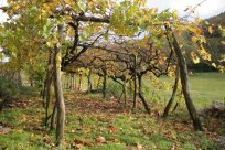 Brje na Vipavskem so značilna vinogradniško sadjarska vas. 