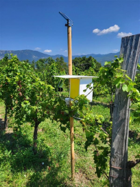 V novi sezoni 2024 sistem nadgrajujemo monitoringom pojavnosti populacije ameriškega škržatka, ki se v zadnjem času vse bolj pojavlja tudi v vinogradih v Vipavski dolini. 