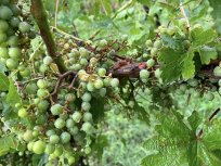 Na nekaterih mikroobmočjih so vinogradi precej poškodovani. 