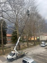 Obrezovanje dreves