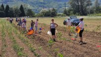 Dobrodelne akcije pobiranja krompirja v Dolgi Poljani se je udeležilo veliko občank in občanov. Foto Jožica Ličen