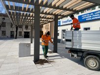 Vrtnarji ajdovske komunalne družbe so k latnikom na placu že vsadili trse trte. 