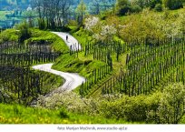 trte vipava 