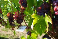 Vinska sorta gnjet v kolekcijskem vinogradu Pouzelce med Ložami in Slapom. 