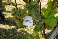 Vrtovka, verjetno ohranjena le še v kolekcijskem vinogradu. 