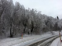 Žled na Gori, februar 2014